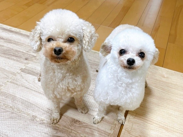 しっかりもののお姉さん・にこちゃん（右）と、うたちゃん（画像提供：ひつじにこさん）