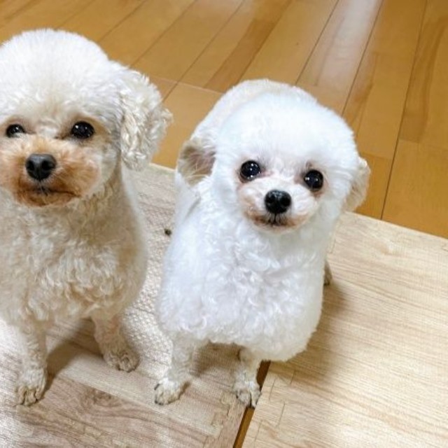 しっかりもののお姉さん・にこちゃん（右）と、うたちゃん（画像提供：ひつじにこさん）