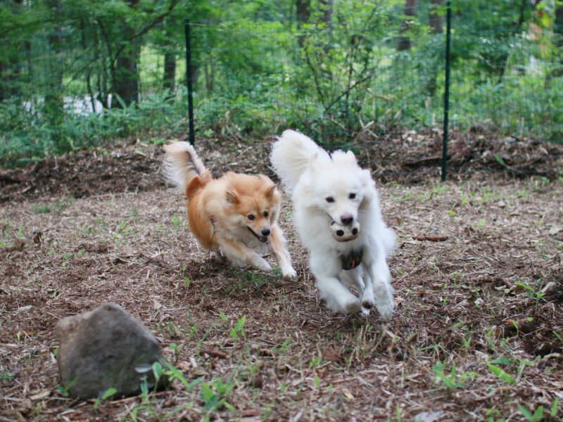 柵をつけてドッグラン完成