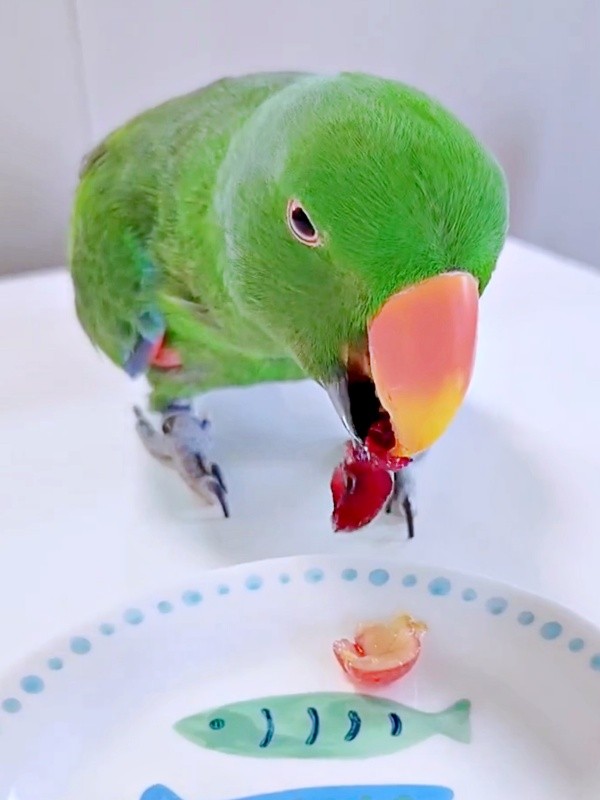 アメリカンチェリーをじっくり味わうオオハナさん（画像提供：ゴンさん）