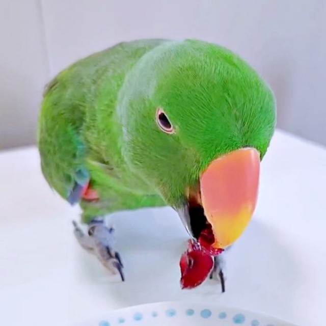 アメリカンチェリーをじっくり味わうオオハナさん（画像提供：ゴンさん）