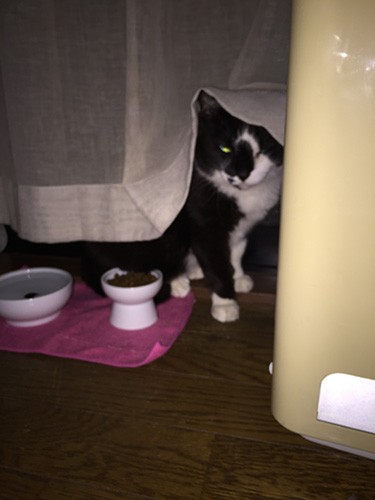 ずっと隠れていたが、夜中になるとこっそり食事をした（宏美さん提供）