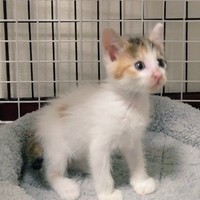 【ビフォー写真】保護間もない頃のセルジオ悦子ちゃん。パヤパヤの産毛も可愛い（画像提供：セルゥゥゥゥァァァァァさん）