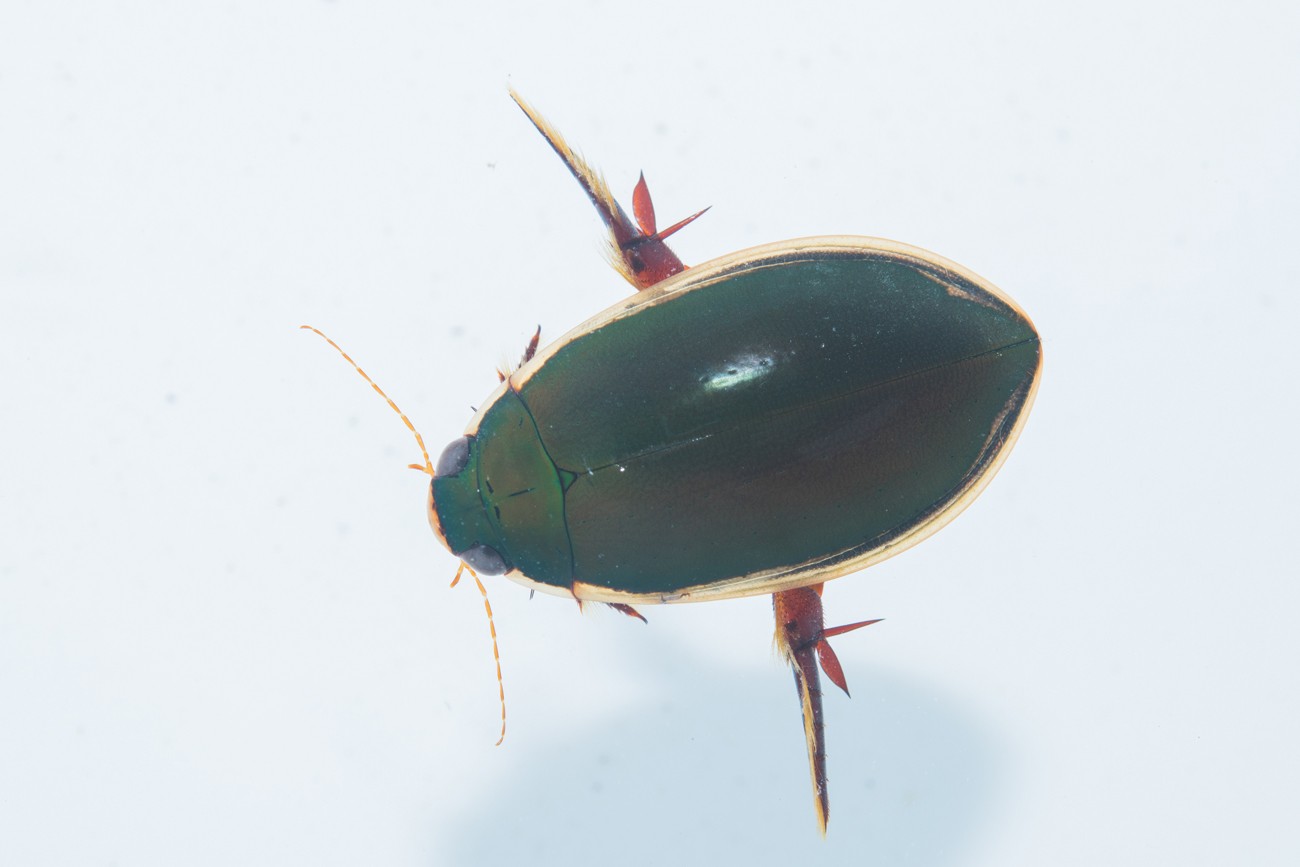 滋賀で30年ぶりの発見、絶滅危惧種コガタノゲンゴロウ 小学生が水路で