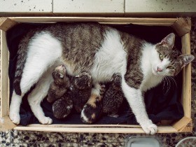 キジトラ、サバトラ、黒猫……　猫の柄や毛色は遺伝子で決まる？　動物学者が解説