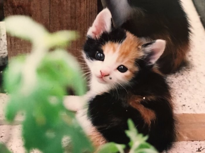 面影そのままの幼少時代