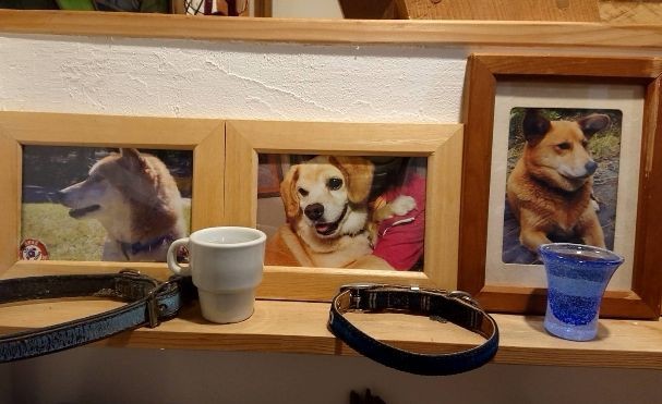 歴代の犬コーナー。左は最初に迎えた柴犬、真ん中は天ちゃんの一代前にいた犬で最後の２年は全盲だった。右は千葉の別荘で可愛がっていた隣の農家の犬マリ（鈴木先生提供）