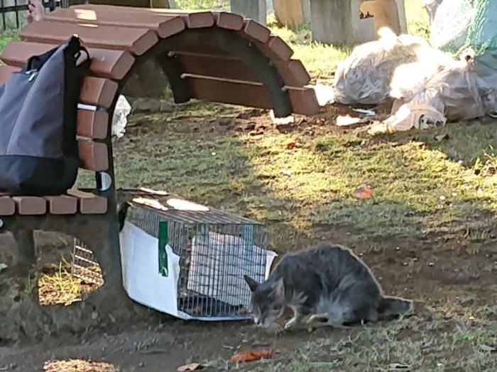 川越の小畔川のほとりで保護された時。ひどく痩せて、目はすでに見えていなかった（ねこかつ提供）