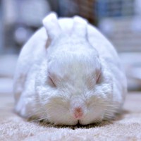 「アイスが溶けたとき」みたいなアイスくん（画像提供：アイス 主：みみさん）