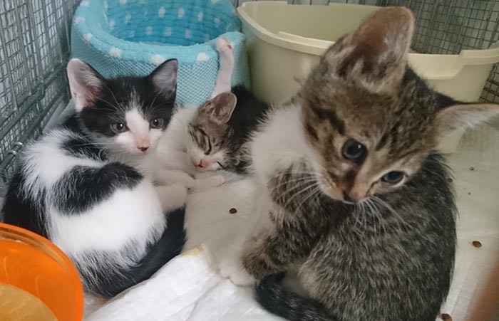 東京都江戸川区のとある通信設備建設会社の敷地内で子猫を保護。（＠kijitora22さん提供