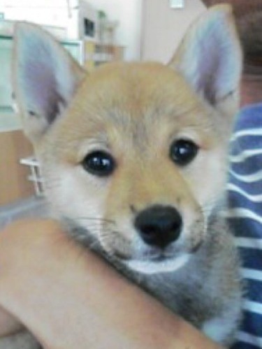 家にきたころの「あずき」