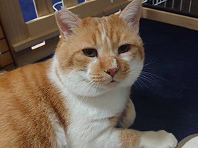 なかなか懐かず、ノミのフンだらけだった保護猫「トララ」　これからは寒くないよ