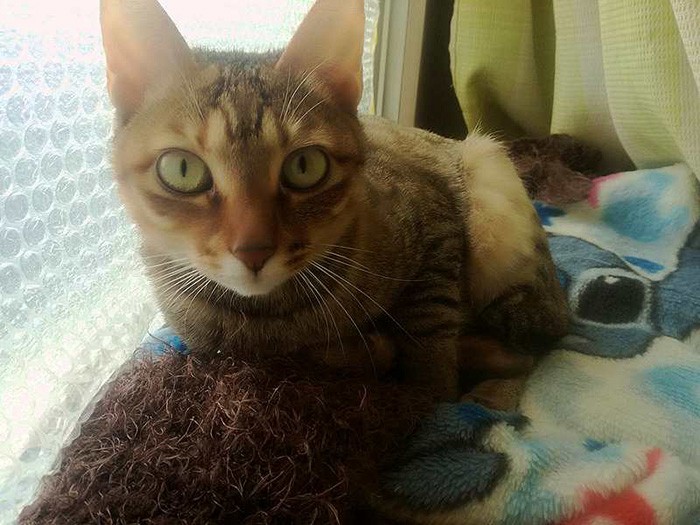 窓辺で朝日を浴びるって気持ちいいよね