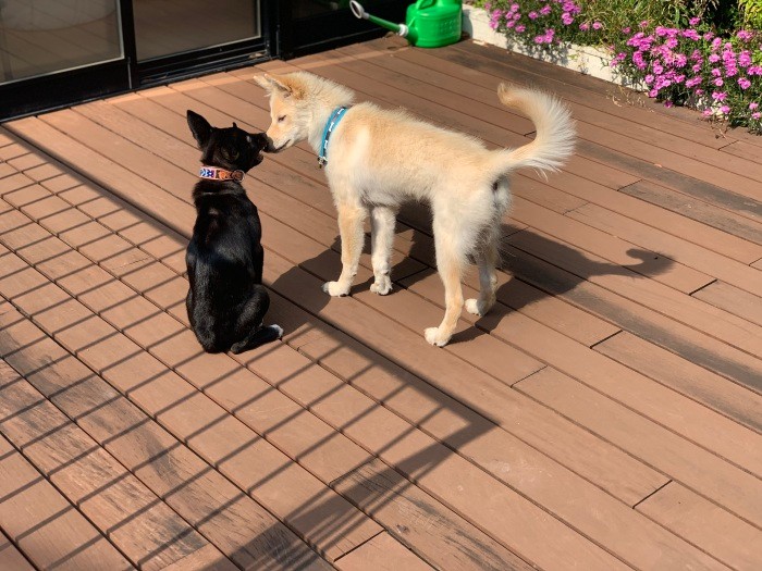 キナリと初めて会った朝。ROWはちょっとびっくりしてたけど、
キナリからのキスですぐに仲良しに
