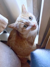 ようやくおうちに迎えられたカランちゃん（画像提供：かもぴさん）