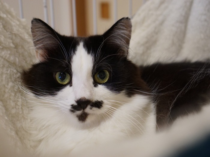 ヒゲ模様がチャーミングな虎徹