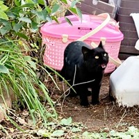 庭に設置した保護用のキャリーケースの前で鳴くかのさん（画像提供：雲母あおさん）