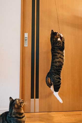 生死の境をさまよった乳飲み子のときとは違い、今はとても元気な“ミスド”