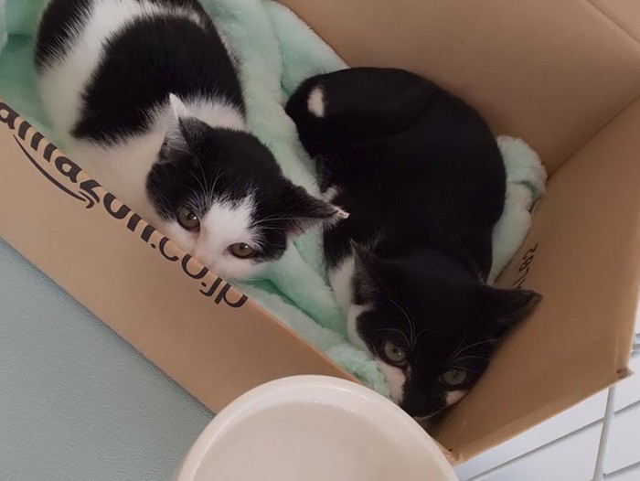 小梅（左）とおかか、わが家でお預かりスタート