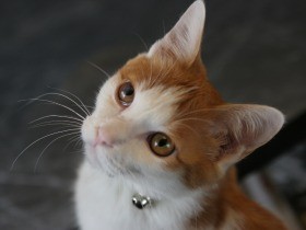 「しゃもしゃも欲」に冷や汗　元野良猫「梵天丸」を立たせる日々