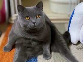 同居猫のピンチに体当たりで応戦！　仲間思いのブリティッシュショートヘア「たぬ吉」