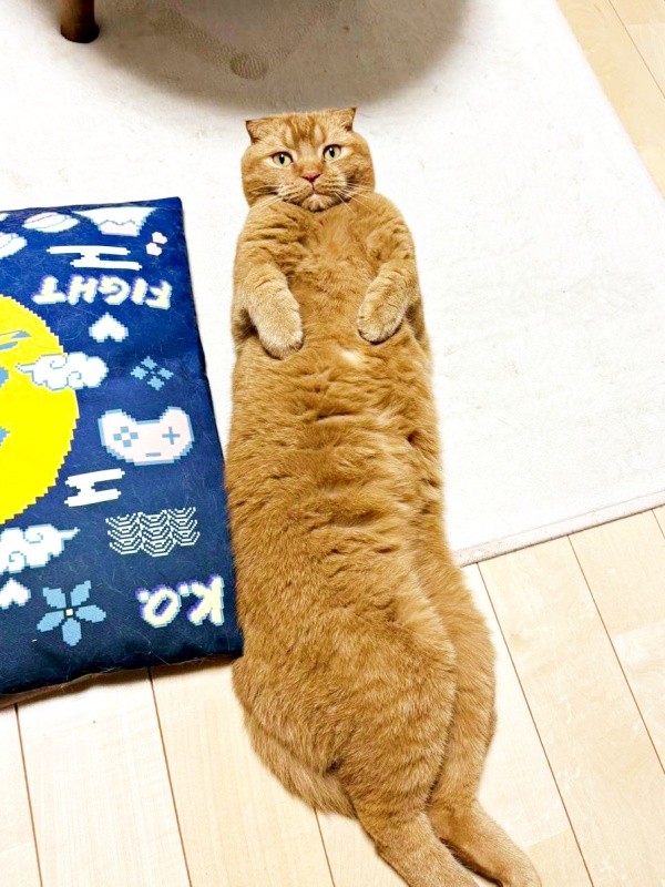 「一体、何等身！？」  長すぎるへそ天ポーズを披露したちゃあ坊くん（画像提供：ayaさん）