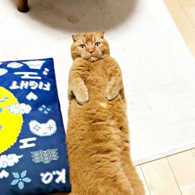 「一体、何等身！？」  長すぎるへそ天ポーズを披露したちゃあ坊くん（画像提供：ayaさん）