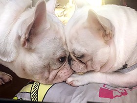 フレブルの「もち」と「うさこ」　名前は見た目から