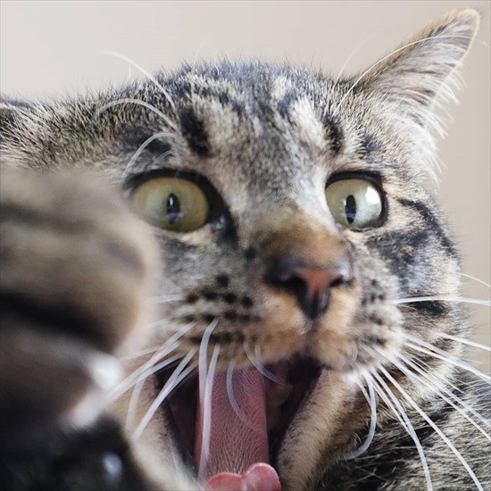 あくびをする七宝