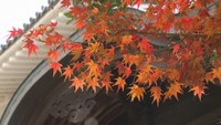 金刀比羅宮の紅葉が見頃　冬の寒さで色づき進む　香川・琴平町