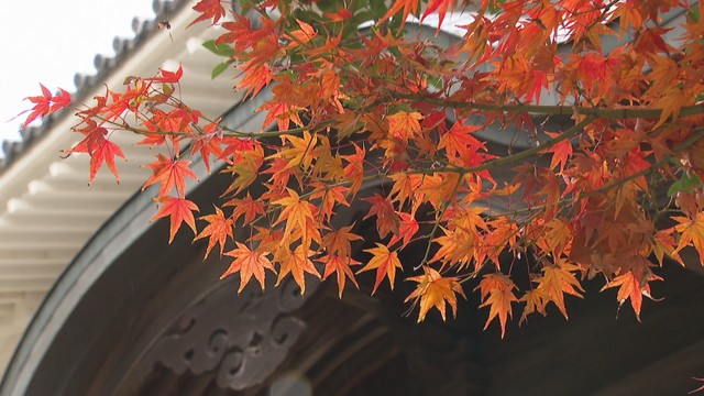 金刀比羅宮の紅葉が見頃　冬の寒さで色づき進む　香川・琴平町