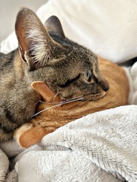 息できてる！？ ディオくんの顔上にアゴ乗せしてくつろぐシャオリーちゃん（画像提供：ごんねこさん）