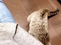 「ダメだ」あきらめて立ち去るかえでちゃん（画像提供：琥みっちゃきぃ@保護猫さん）