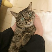 飼い主さんに甘えるココちゃん（画像提供：ココ･リボンさん）