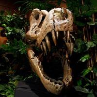 イングランドで恐竜の足跡群が発見された　※写真はイメージです