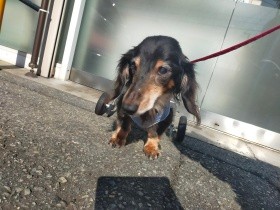 椎間板ヘルニアのダックス　リハビリを通し動物看護師は生きる力をもらった