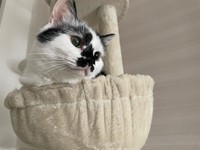 全くキャットタワーに興味がなかったが、後輩の小豆ちゃんの真似をして使うように。