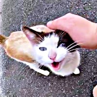 家の前に現れたりぶちゃん。大きな声で鳴いていました（画像提供：べじたりあん。さん）