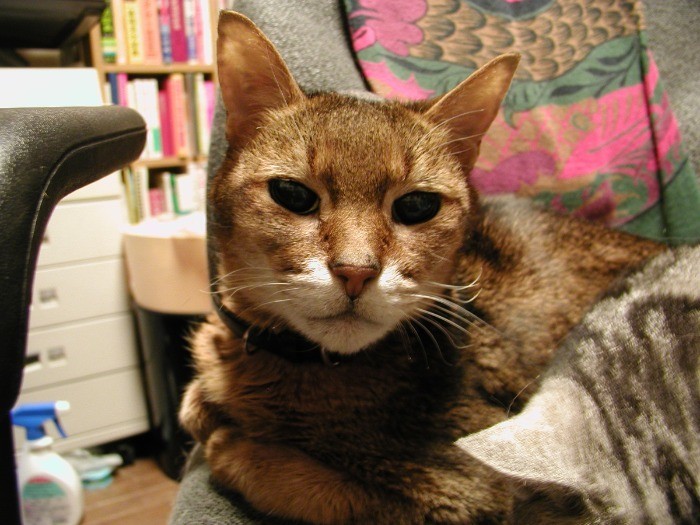 ２０歳まで寄りそってくれた大切な弟アーサー