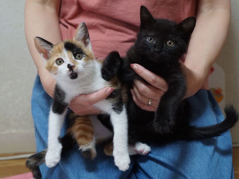 岸さんに抱かれるララちゃん（左）と、うにちゃん