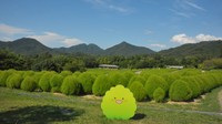 国営讃岐まんのう公園提供