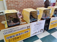 「猫の日」の楽しい企画だけでなく、保護猫活動も行なっているイエローハット。2026年2月28日には、イエローハット大宮17号バイパス店にて保護猫譲渡会が実施された（画像提供：イエローハット）