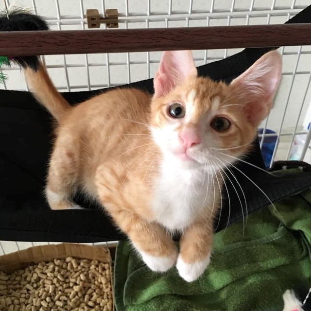 疥癬がすっかり良くなり元気いっぱいの判くん