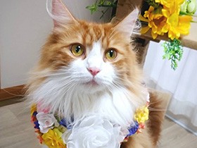 お姉ちゃんの誕生日記念におめかし　ノルウェージャン「バニラ」