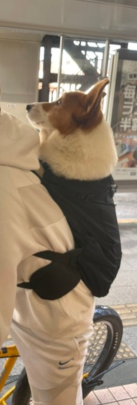 専用リュックで背負われるコギ男。これなら安心ですね（提供画像）