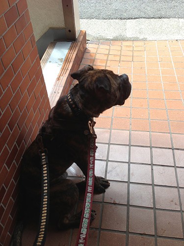 お散歩が怖い「よしだただし君」もいました