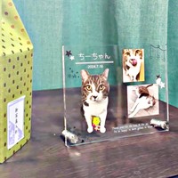 推定12歳。虹の端を渡ったちーちゃん（画像提供：ミヤモトナオキさん）