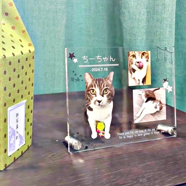 推定12歳。虹の端を渡ったちーちゃん（画像提供：ミヤモトナオキさん）