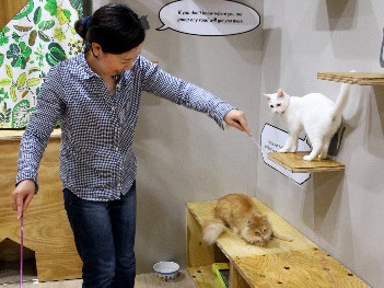 １棟まるごと「ネコビル」誕生　猫カフェや関連グッズ販売