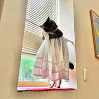 「乙女猫」として話題になった時のまろくん（画像提供：宗方脩さん）
